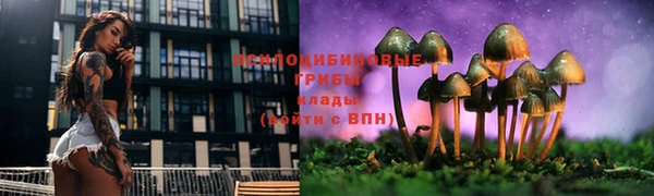 прущие грибы Баксан