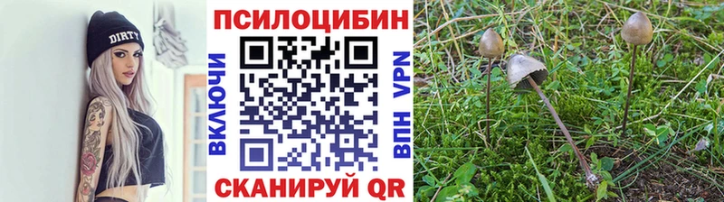 Псилоцибиновые грибы прущие грибы  hydra сайт  Нововоронеж 